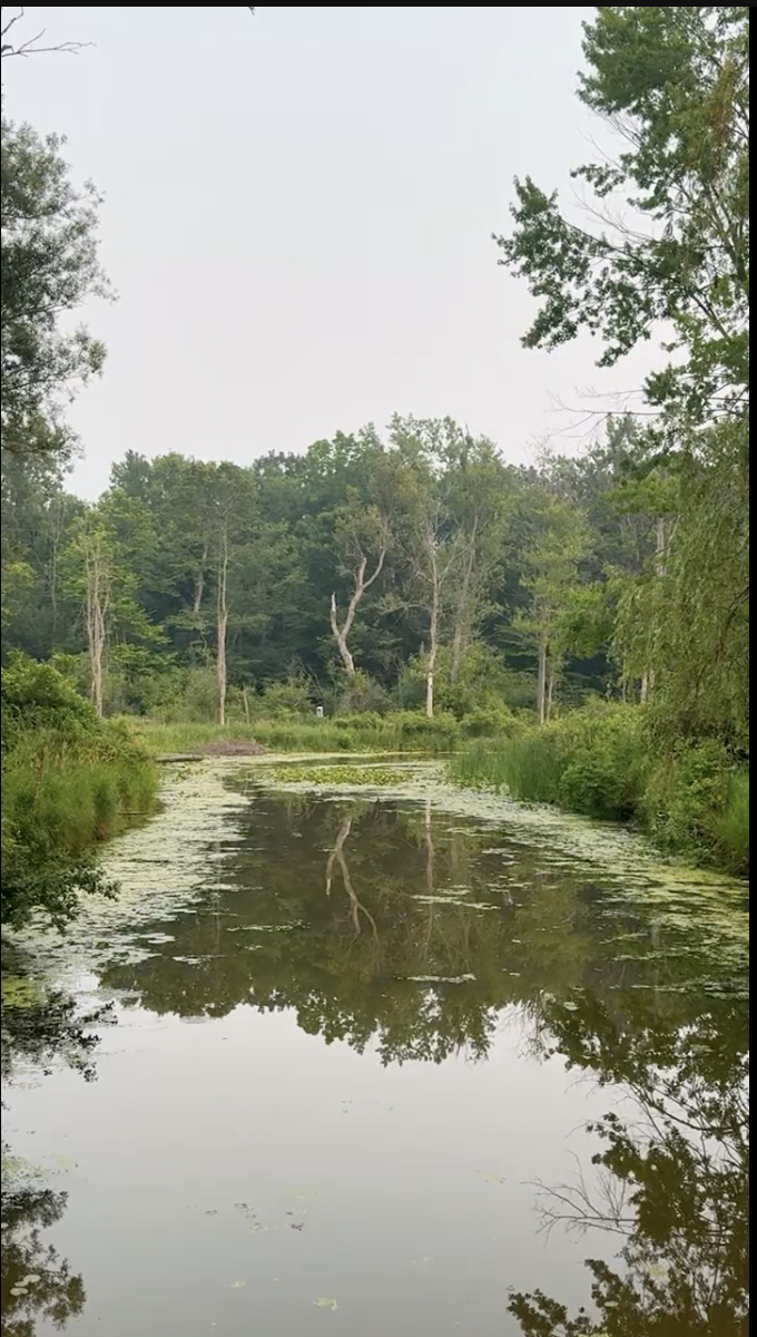 A still creek in Stevensville reflecting the treeline, lily pads across the surface and dense summer bush along both banks.